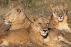 Zambia, South Luangwa National Park. Three adult lionesses. Art Print